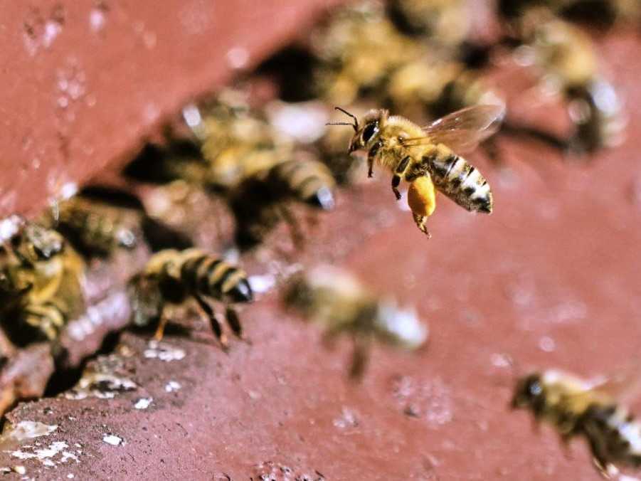 Včely medonosné v úli.