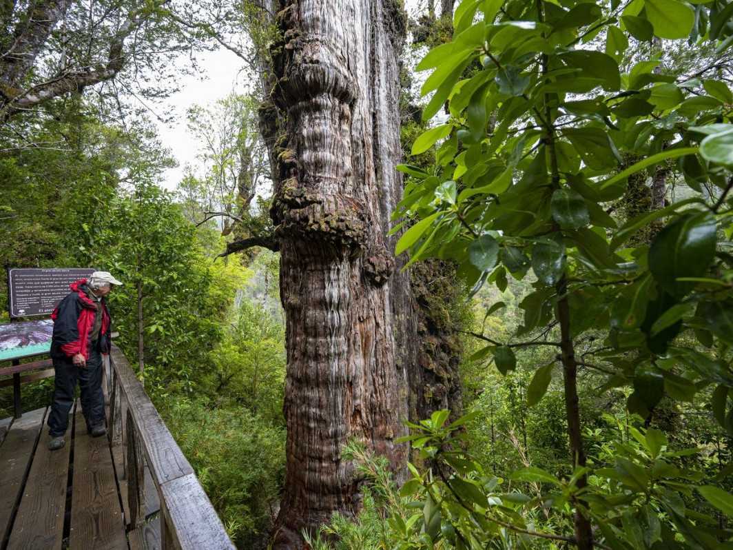 Na snímke zrejme najstarší strom sveta.