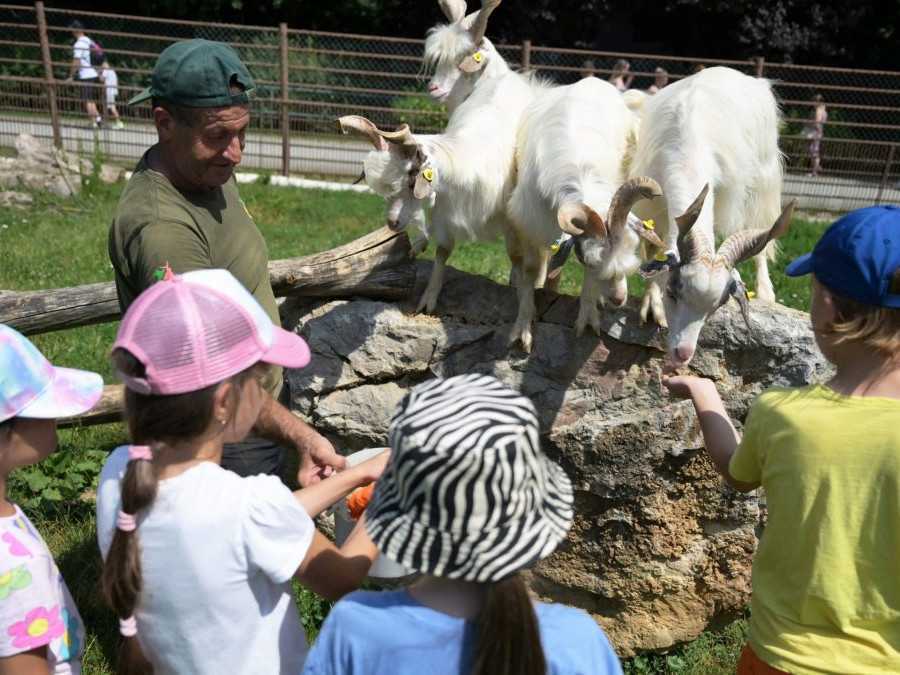 Na snímke deti vo výbehu kôz girgentánskych počas prímestského tábora.