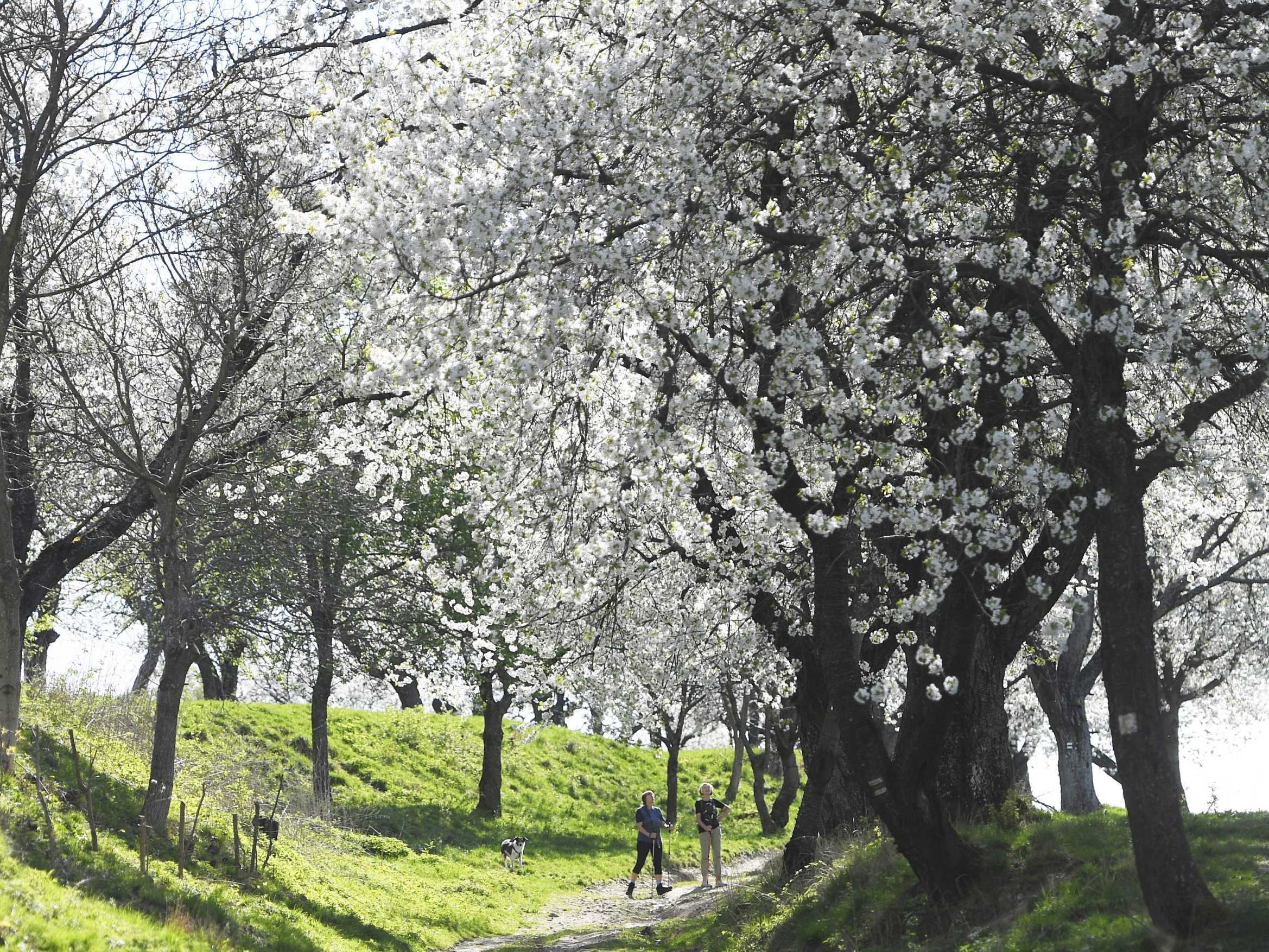 Kvitnúce čerešňové stromy v obci Brdárka.