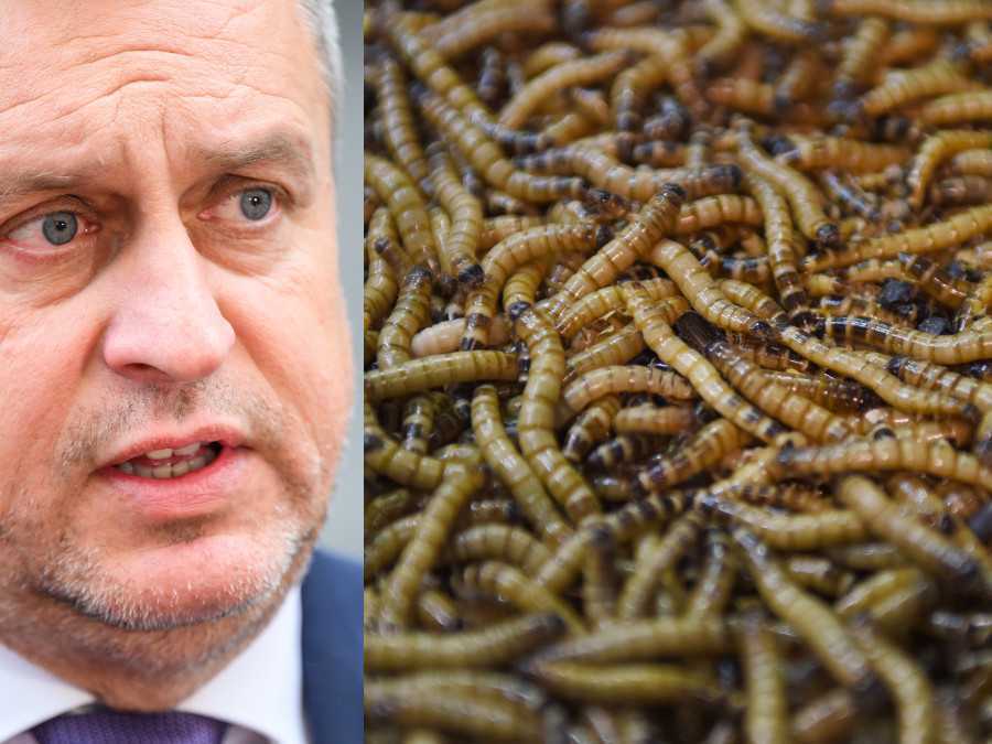 Andrej Danko a múčne červy, kombosnímka.