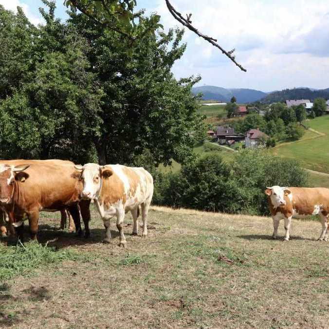 Nákaza slintačky a krívačky na Slovensku odhalila problém v potravinovej sebestačnosti krajiny, varujú hospodári