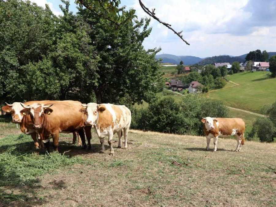 Na ilustračnej snímke dobytok.