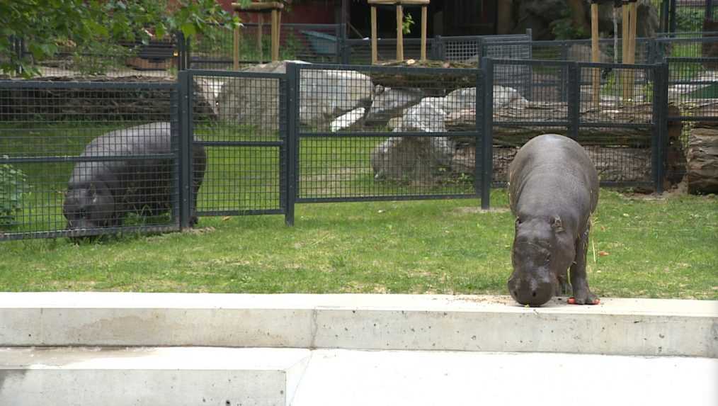 Zoo v Bratislave znova otvorili pre návštevníkov. Novinkou je výbeh pre hrošíky libérijské
