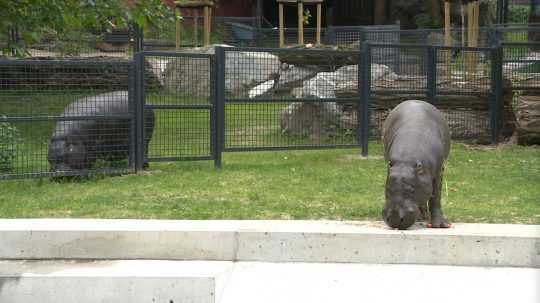Hrošíky libérijské v bratislavskej zoo.