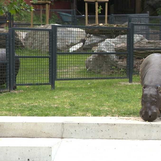 Zoo v Bratislave znova otvorili pre návštevníkov. Novinkou je výbeh pre hrošíky libérijské