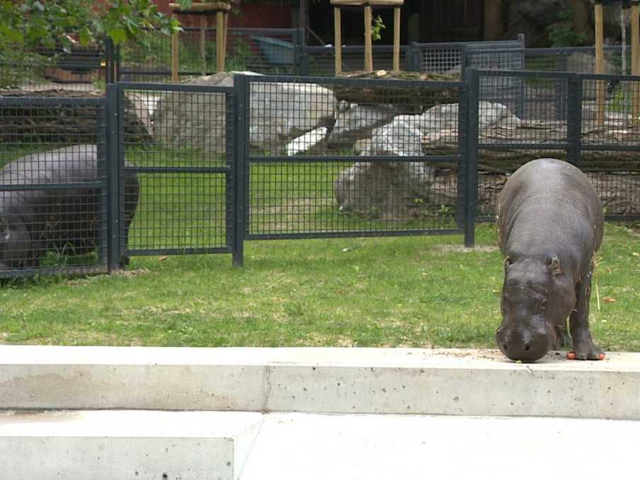 Hrošíky libérijské v bratislavskej zoo.