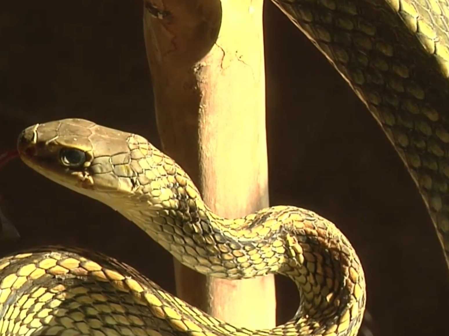 Tim Friede sa postupne nechal poštípať desiatkami rôznych hadov.