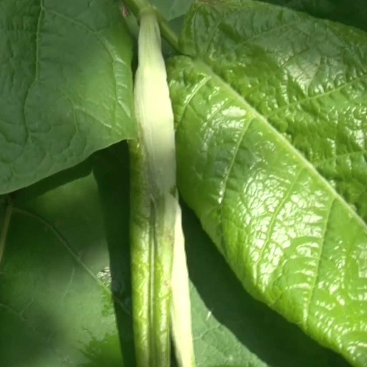 V Národnom parku Malá Fatra sa šíri nebezpečná invázna rastlina