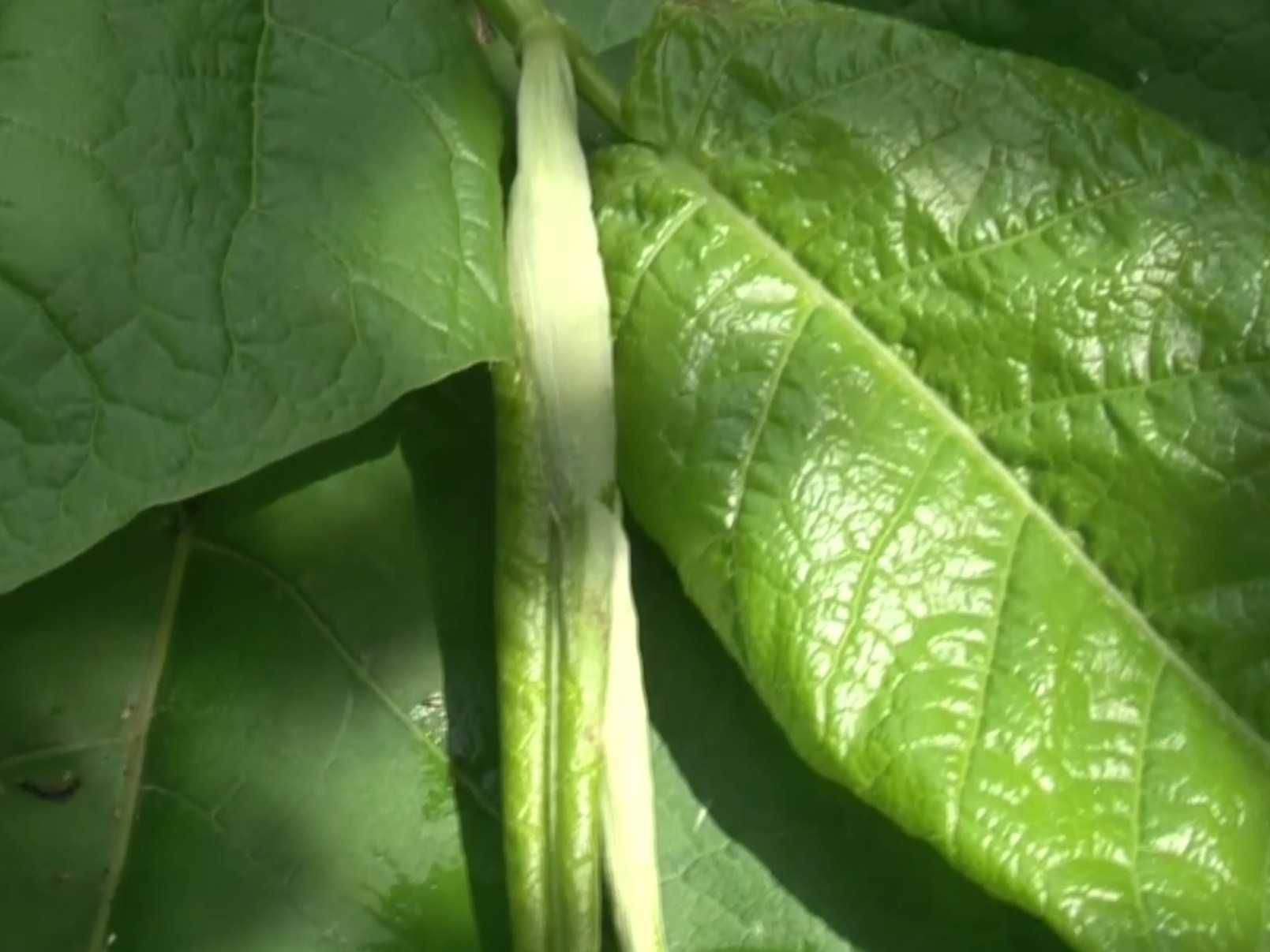V Národnom parku Malá Fatra sa šíri nebezpečná invázna rastlina