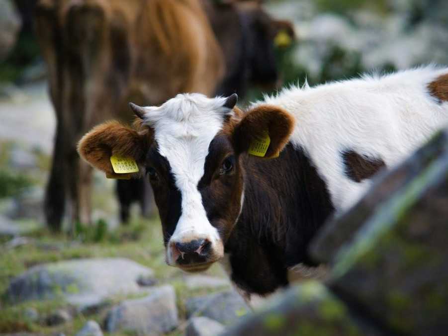 Na ilustračnej snímke mláďa kravy.