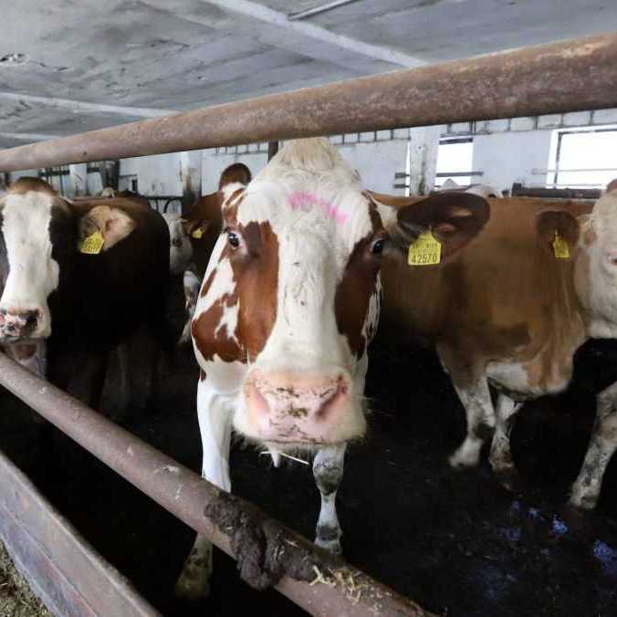 Opatrenia proti slintačke a krívačke sa uvoľňujú: Zmeny sa však netýkajú všetkých krajov rovnako