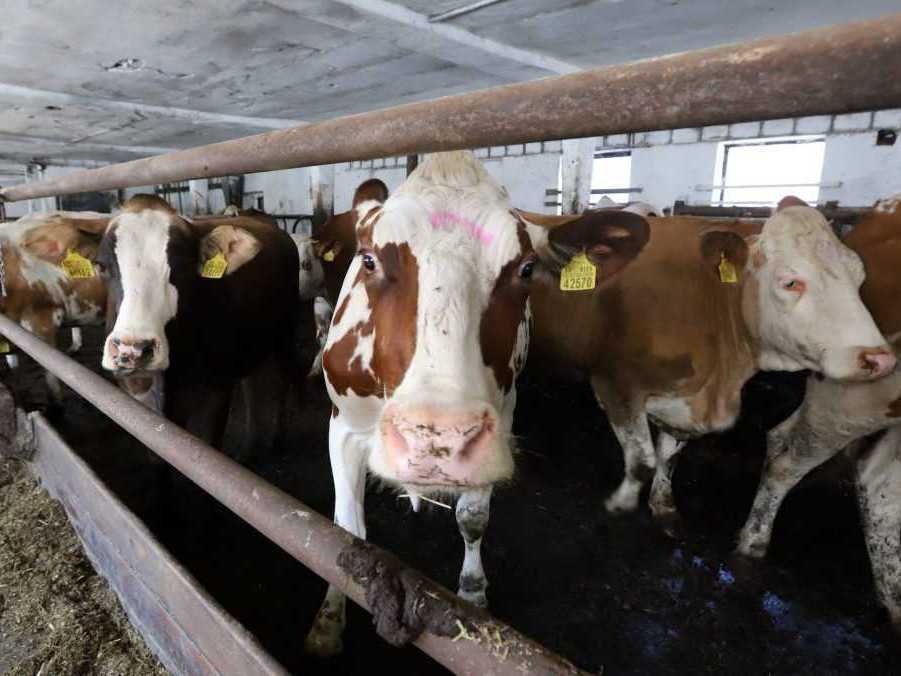 Na ilustračnej snímke dobytok.