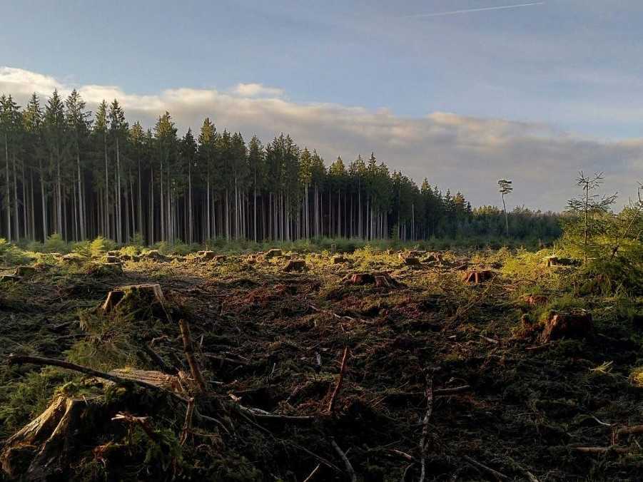 Na ilustračnej snímke vypílený les.