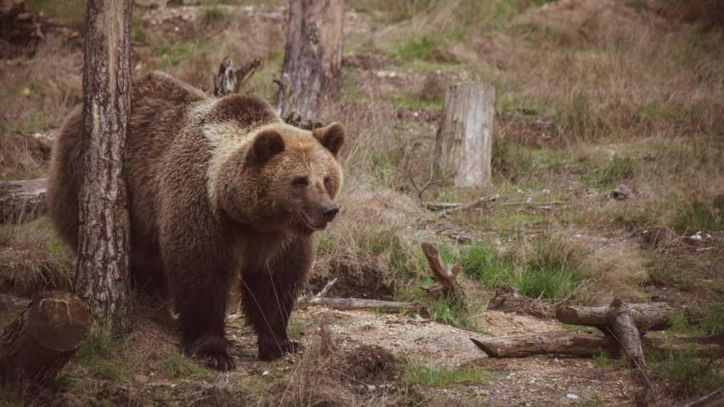 Žena v Slovinsku je po útoku medveďa v kritickom stave. Stalo sa to krátko po tom, čo v krajine odsúhlasili ich odstrel