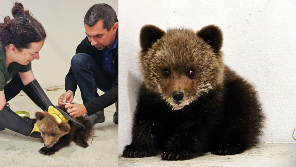 Rehabilitačná stanica bojnickej ZOO má ďalší prírastok: Len trojmesačné medvieďa sa samé pohybovalo na ceste