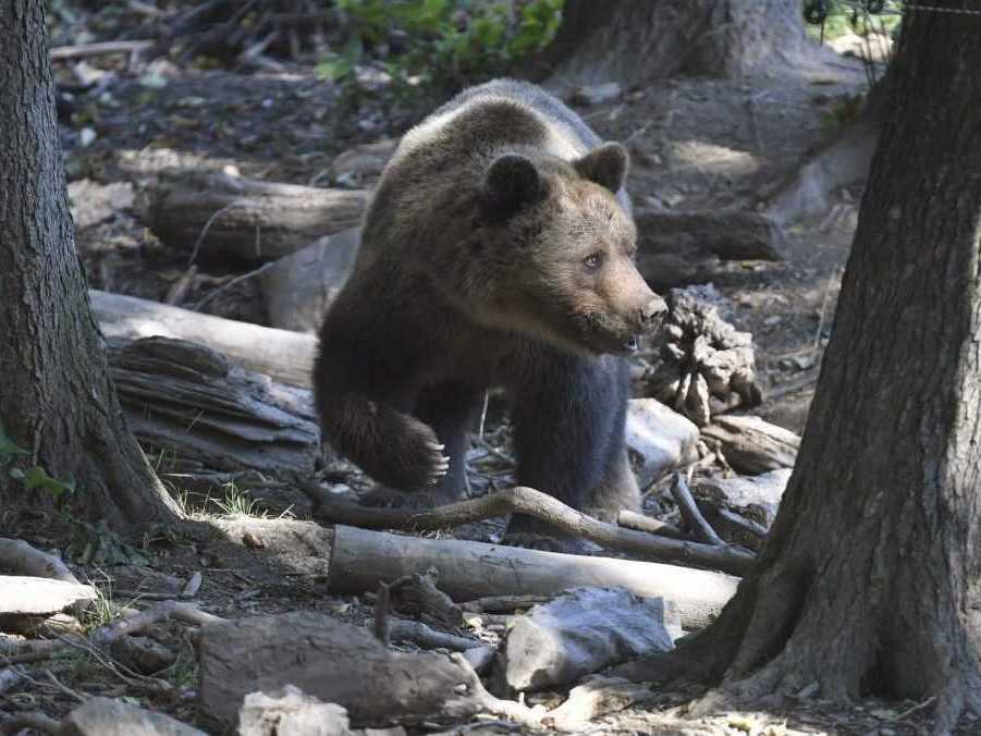 Ilustračná snímka medveďa hnedého.