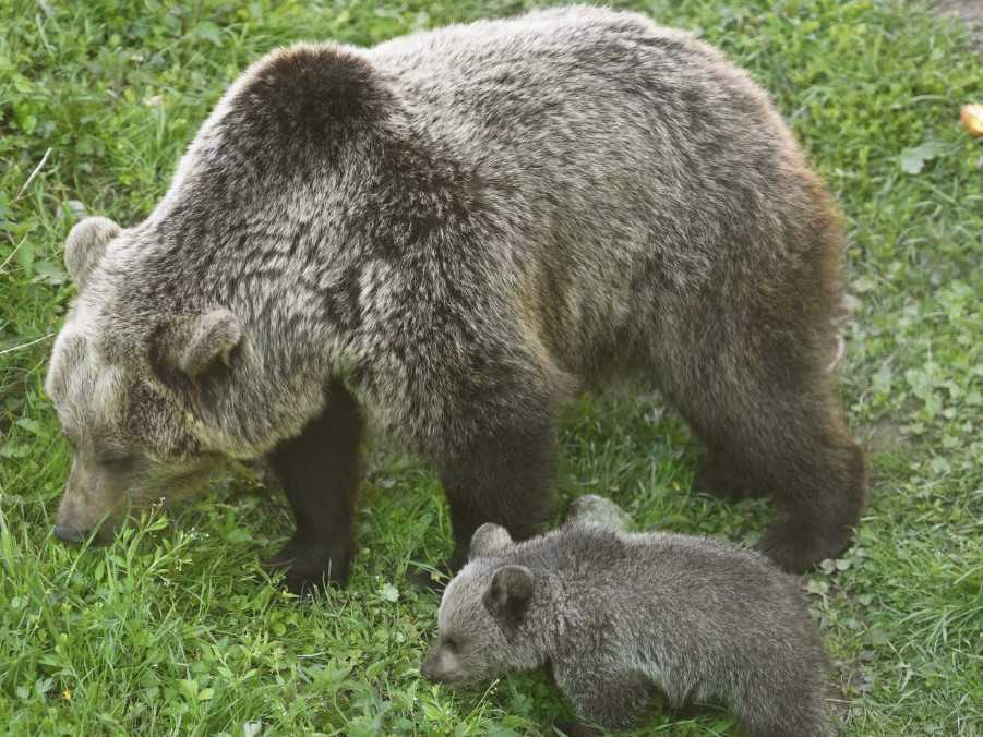 Na strednom Slovensku zriadili nový zásahový tím pre medveďa, dôvodom je zvýšený výskyt šelmy
