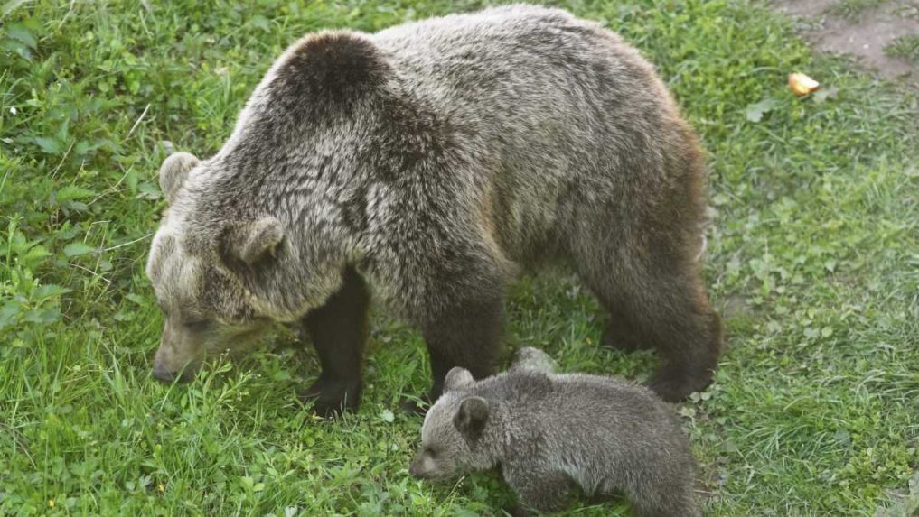 V obci pri Vranove nad Topľou sa pohybuje medvedica s mláďatami, situáciu monitoruje zásahový tím