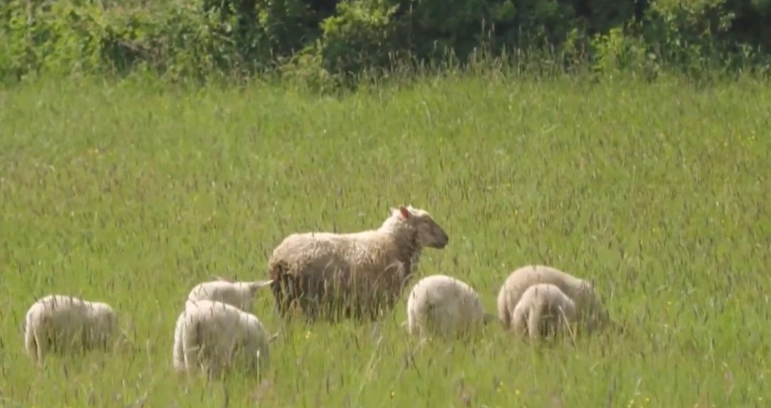 Štát môže zhabať hospodárske zvieratá majiteľom bez náhrady, niektorí vlastníci drobnochovov nespĺňajú základné normy