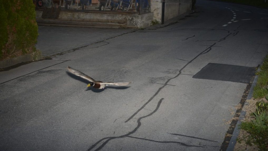 Švajčiarskym policajtom sa naskytol zaujímavý pohľad. Radarové snímky zachytili kačicu, ktorá prekročila povolenú rýchlosť