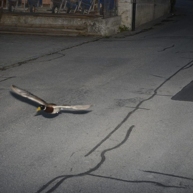 Švajčiarskym policajtom sa naskytol zaujímavý pohľad. Radarové snímky zachytili kačicu, ktorá prekročila povolenú rýchlosť