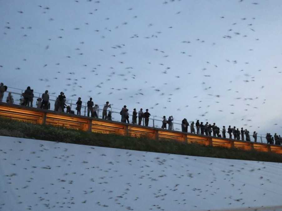Mušky zaplavili steny a stĺpy drevenej budovy Grand Ring v Osake.