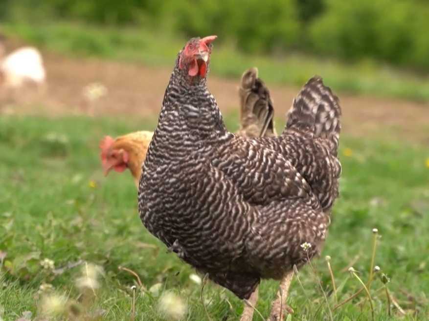 Na snímke sliepka - kočovníčka.