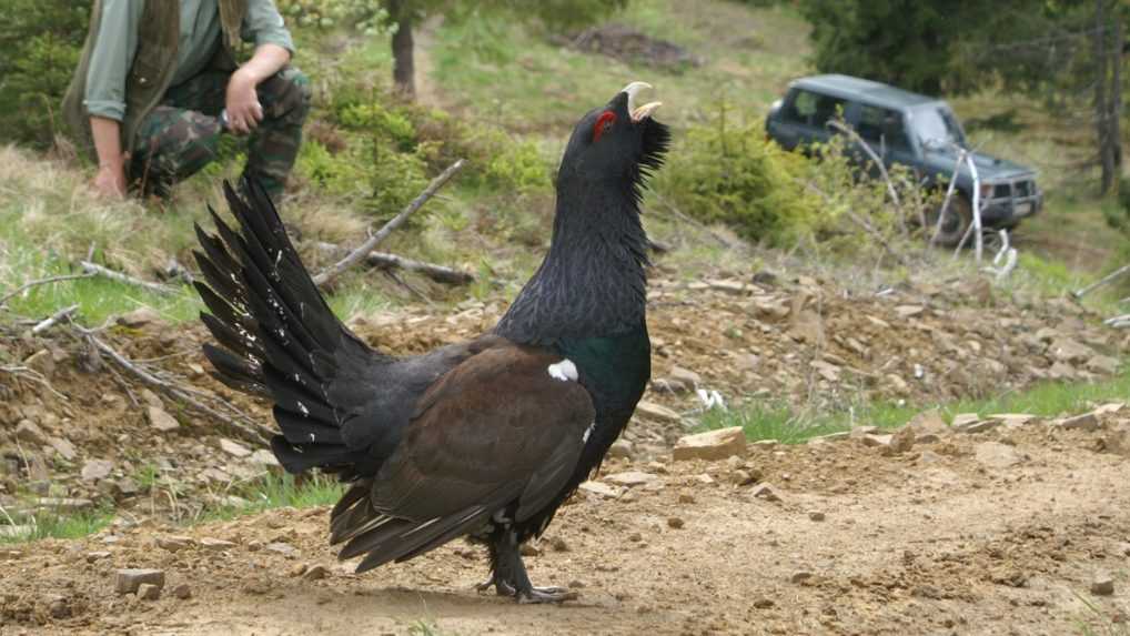 Slovensku hrozia miliónové sankcie od eurokomisie, zlyhávame v ochrane hlucháňa hôrneho