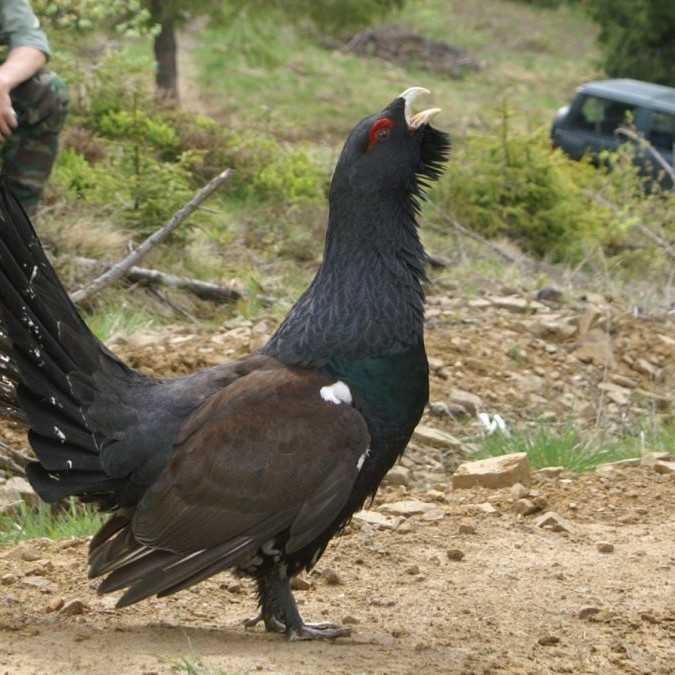 Slovensku hrozia miliónové sankcie od eurokomisie, zlyhávame v ochrane hlucháňa hôrneho