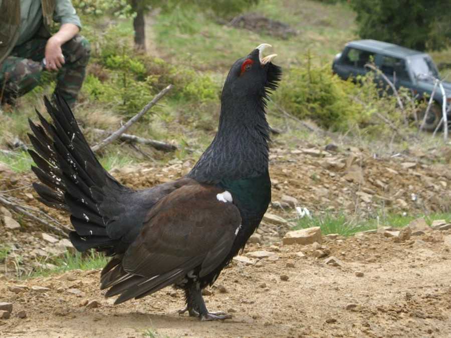 Archívna snímka - Hlucháň.