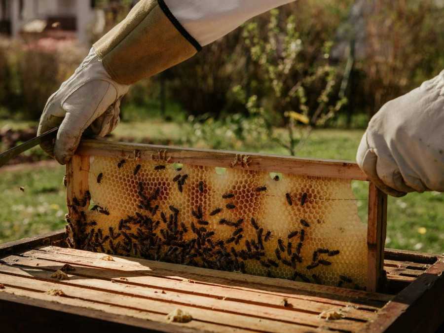 Včelár vyťahuje plást zo včelieho úľa.