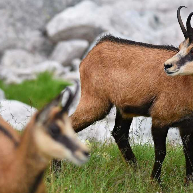 Počet kamzíkov v Tatrách klesol od posledného sčítania takmer o štvrtinu, informuje TANAP