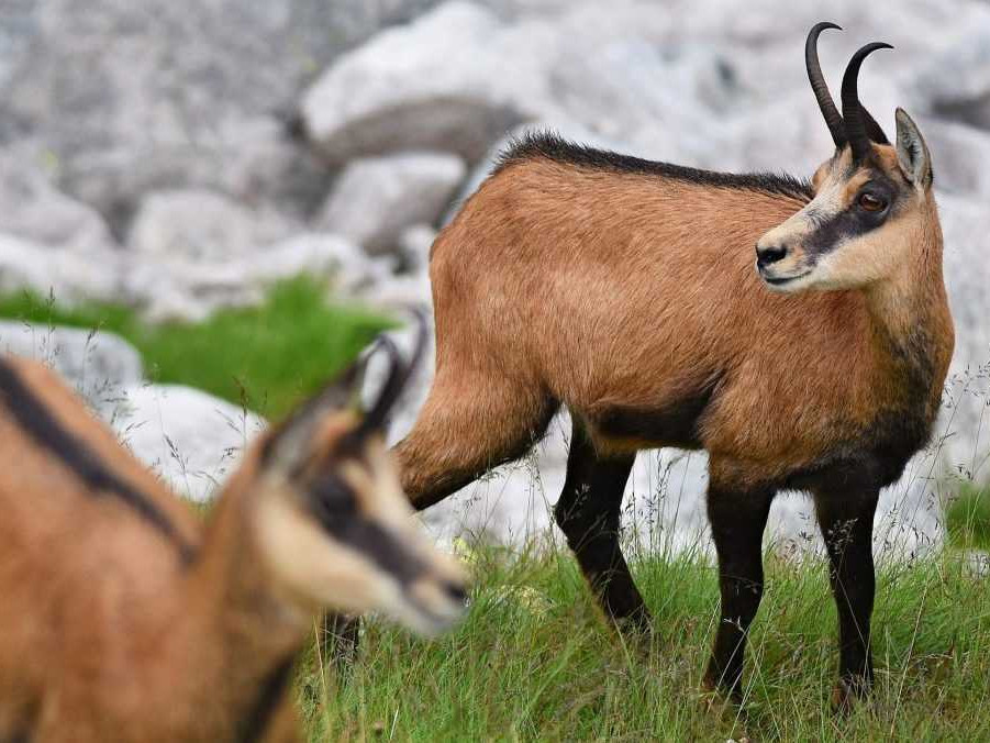 Počet kamzíkov v Tatrách klesol od posledného sčítania takmer o štvrtinu, informuje TANAP