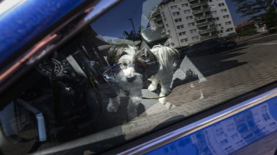 Auto je v týchto dňoch pascou na kolesách: Iba hodina v rozhorúčenom vozidle môže mať fatálne následky pre ľudí i zvieratá