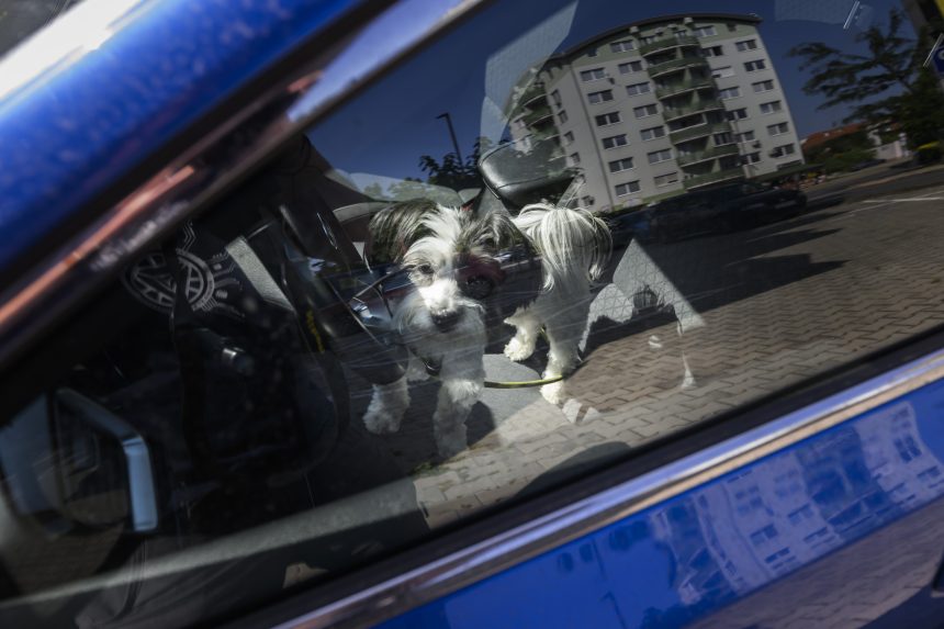 Auto je v týchto dňoch pascou na kolesách: Iba hodina v rozhorúčenom vozidle môže mať fatálne následky pre ľudí i zvieratá
