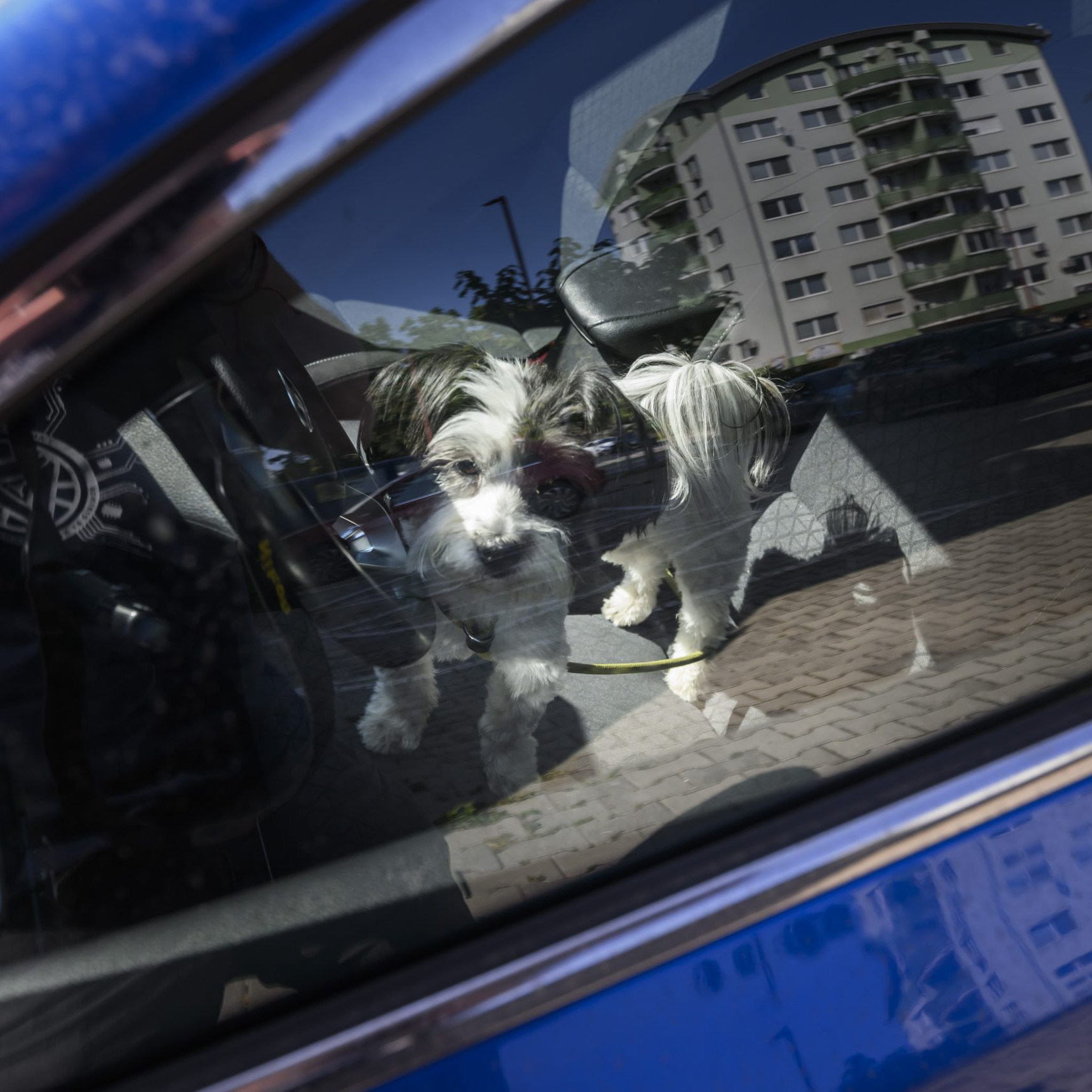 Auto je v týchto dňoch pascou na kolesách: Iba hodina v rozhorúčenom vozidle môže mať fatálne následky pre ľudí i zvieratá