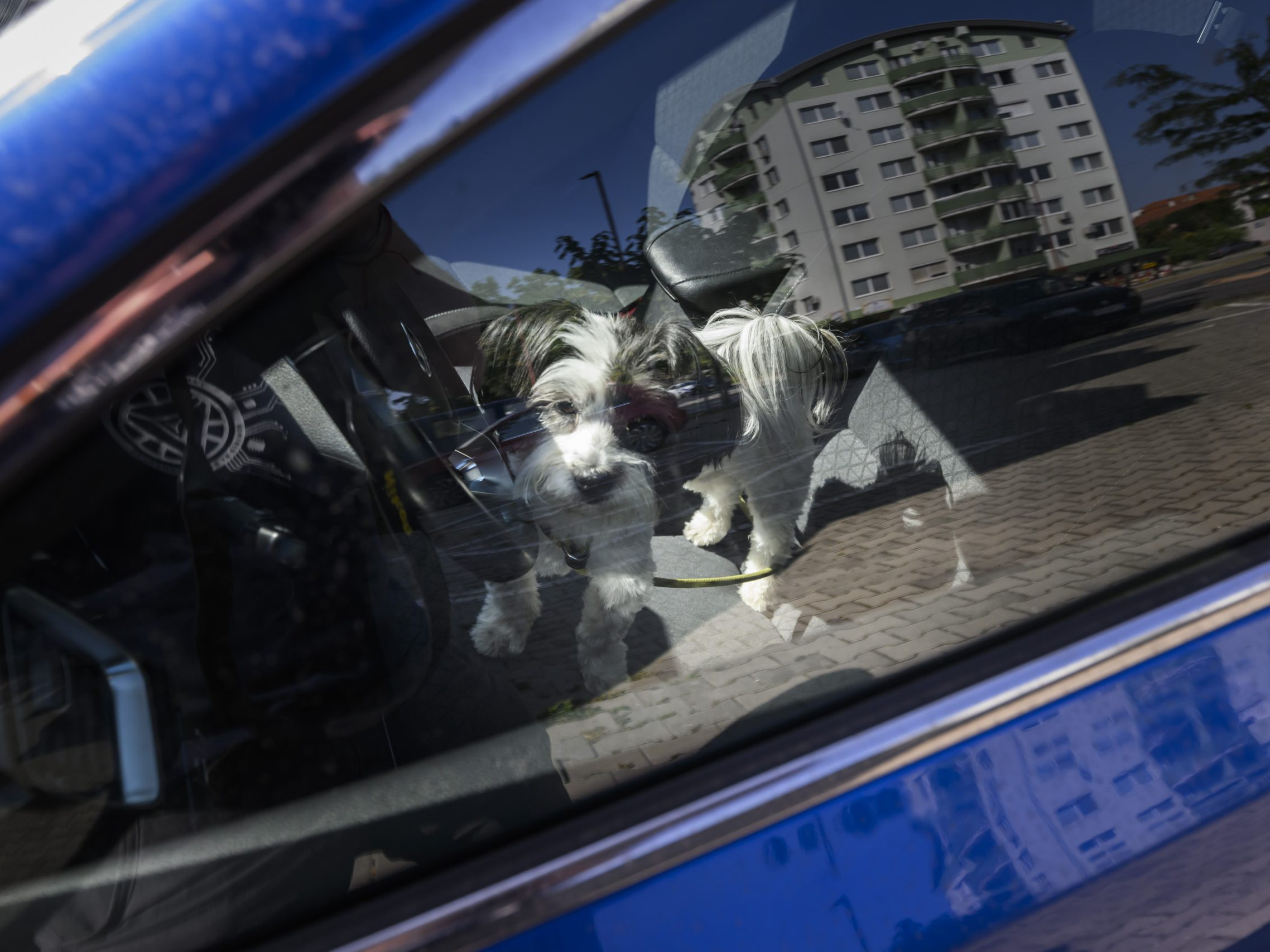 Auto je v týchto dňoch pascou na kolesách: Iba hodina v rozhorúčenom vozidle môže mať fatálne následky pre ľudí i zvieratá