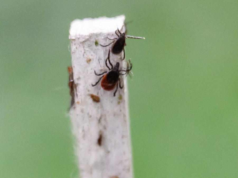 Na ilustračnej snímke kliešte.