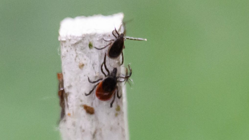 Vedci vytvárajú mapu výskytu kliešťov, pomáhať môže aj verejnosť. Hmyz stačí odfotiť a zaznamenať jeho polohu