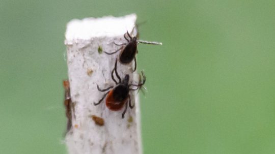 Na snímke kliešte na ruke počas tlačovej konferencie Ústavu zoológie Slovenskej akadémie vied na tému Mapuj kliešte. Pomáhaj vede!