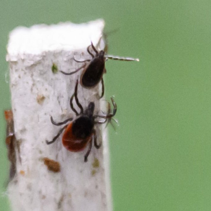 Vedci vytvárajú mapu výskytu kliešťov, pomáhať môže aj verejnosť. Hmyz stačí odfotiť a zaznamenať jeho polohu