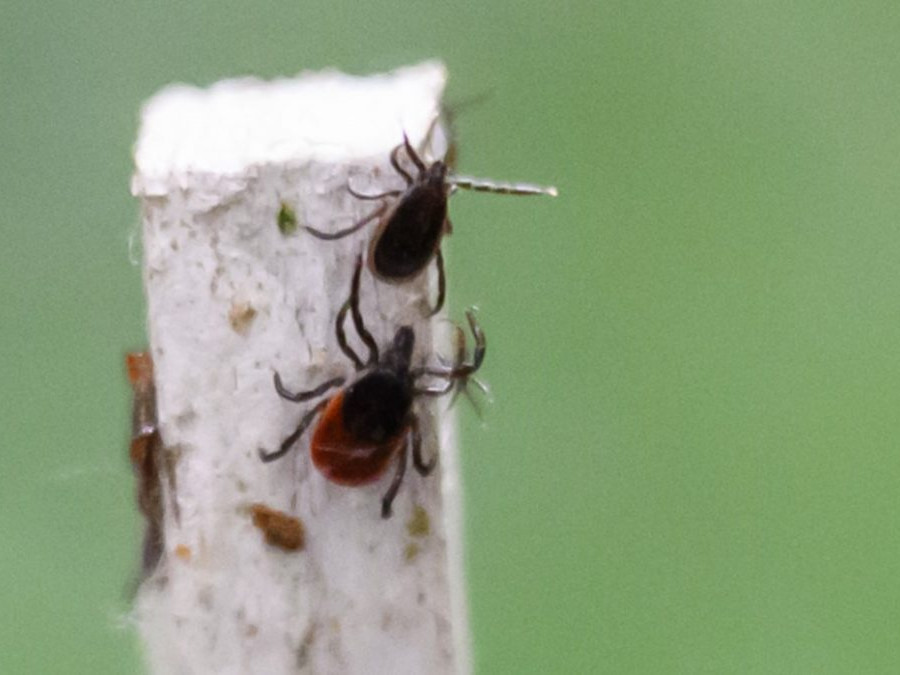 Na snímke kliešte na ruke počas tlačovej konferencie Ústavu zoológie Slovenskej akadémie vied na tému Mapuj kliešte. Pomáhaj vede!