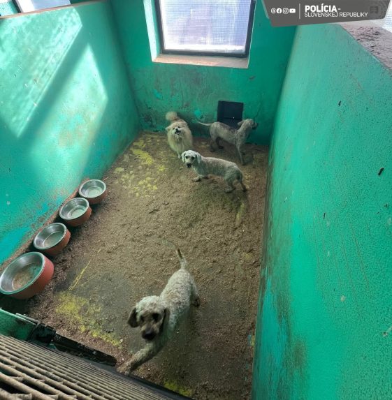 Enviropolícia odhalila najväčší nelegálny chov psov v našej histórii. Stovky zvierat našli v zlom zdravotnom stave