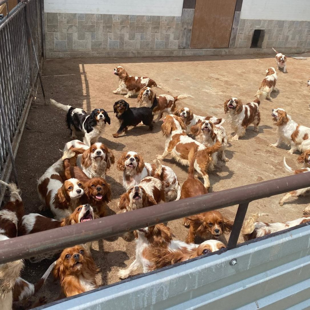 Veterinári dokážu určiť, či zviera pochádza z množiarne. Chovatelia totiž musia zabezpečiť veterinárne preukazy