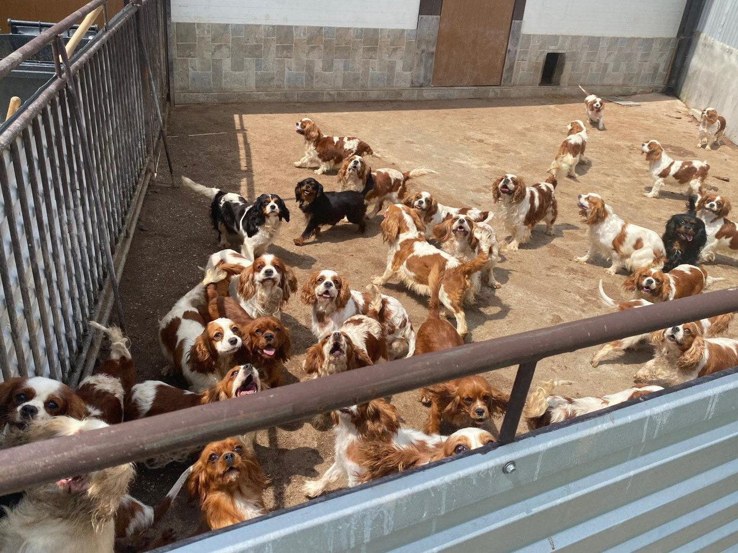 Na snímke psy, ktoré boli chované v nelegálnom chove v okrese Prievidza.