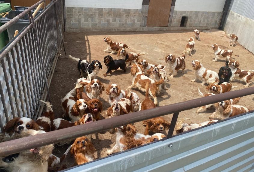 Veterinári dokážu určiť, či zviera pochádza z množiarne. Chovatelia totiž musia zabezpečiť veterinárne preukazy