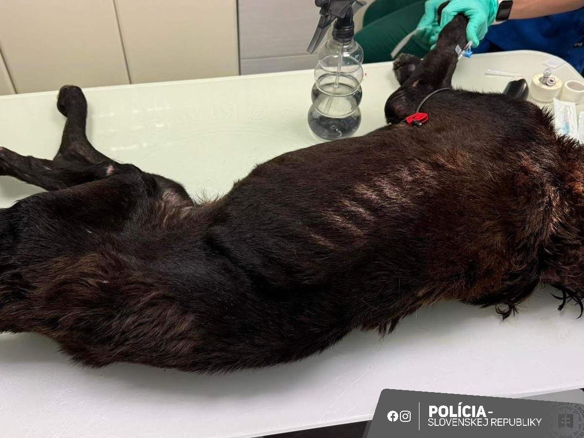 Na snímke pes, ktorého jeho majiteľ dlhodobo zanedbával.