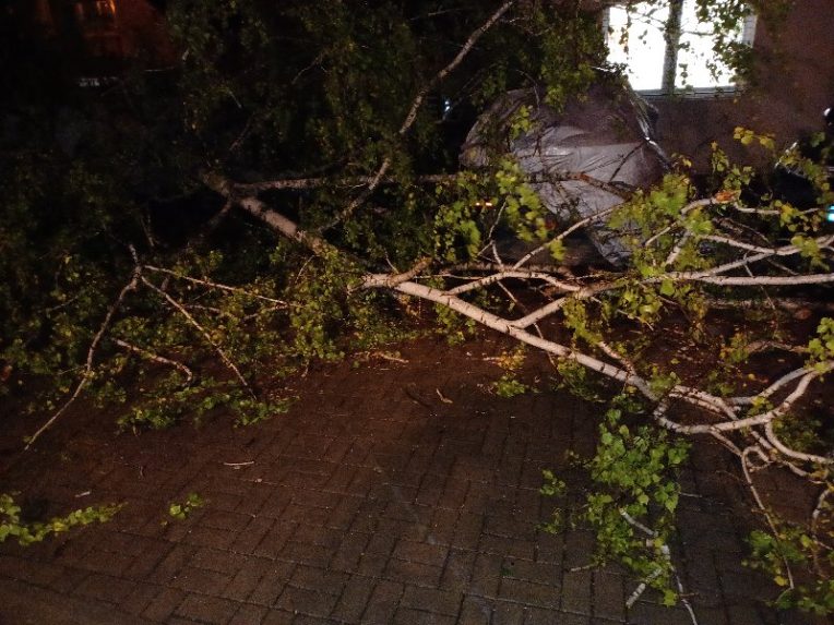 SpadnutÃƒÂ½ strom po bÃƒÂºrke.