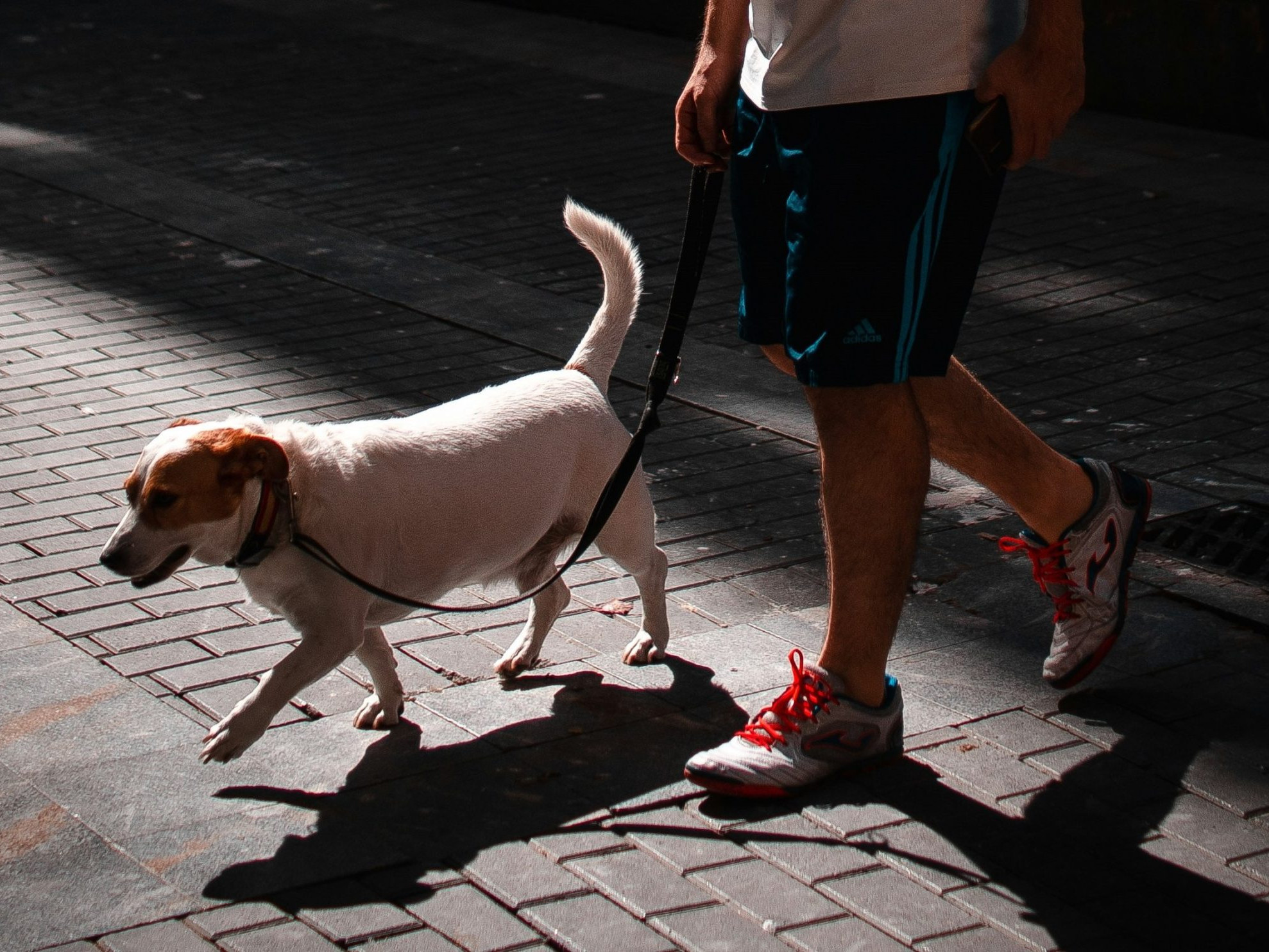 Zákon v Iráne výslovne nezakazuje chov psov.